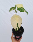 Monstera borsigiana 'Albo'