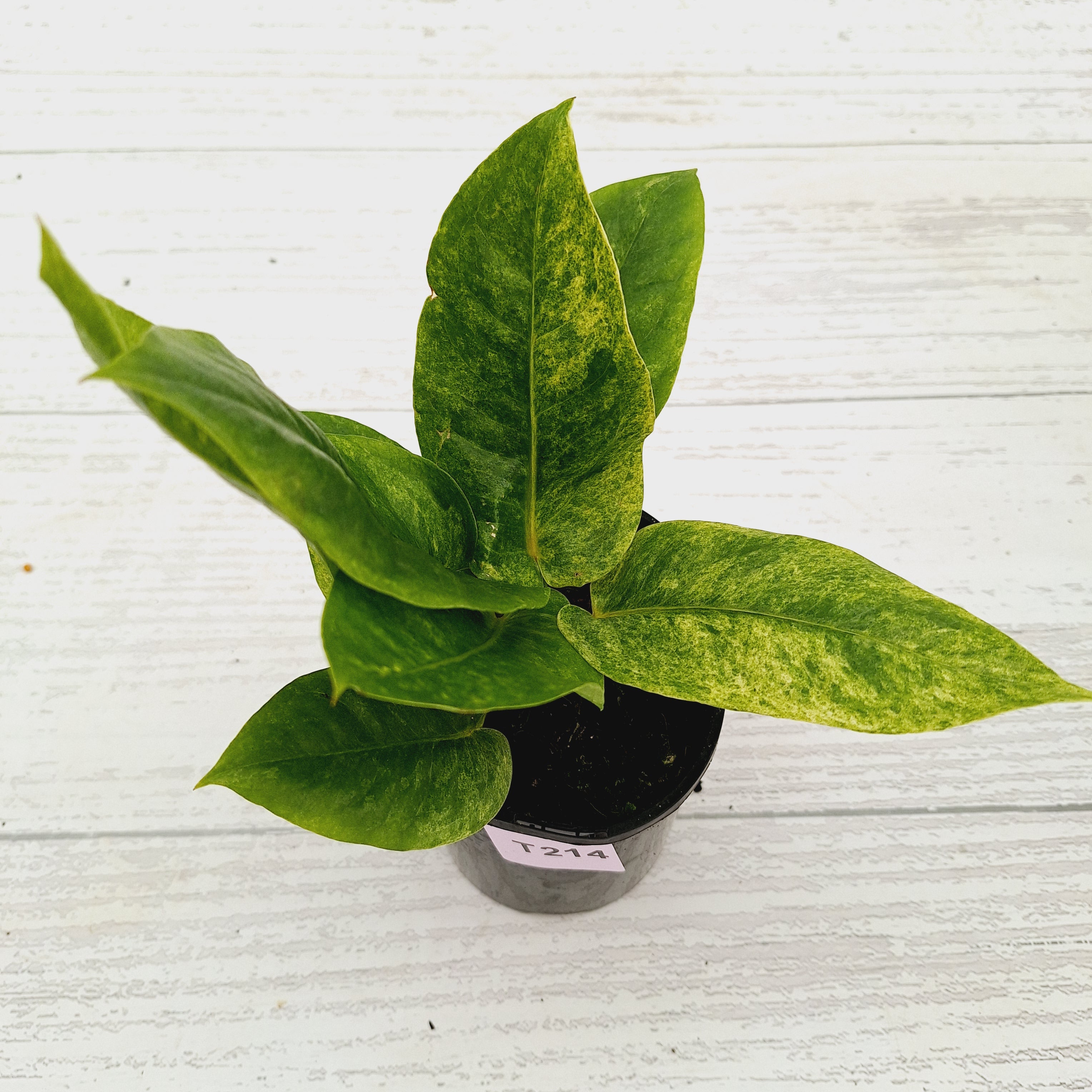 Anthurium Hookeri NOID