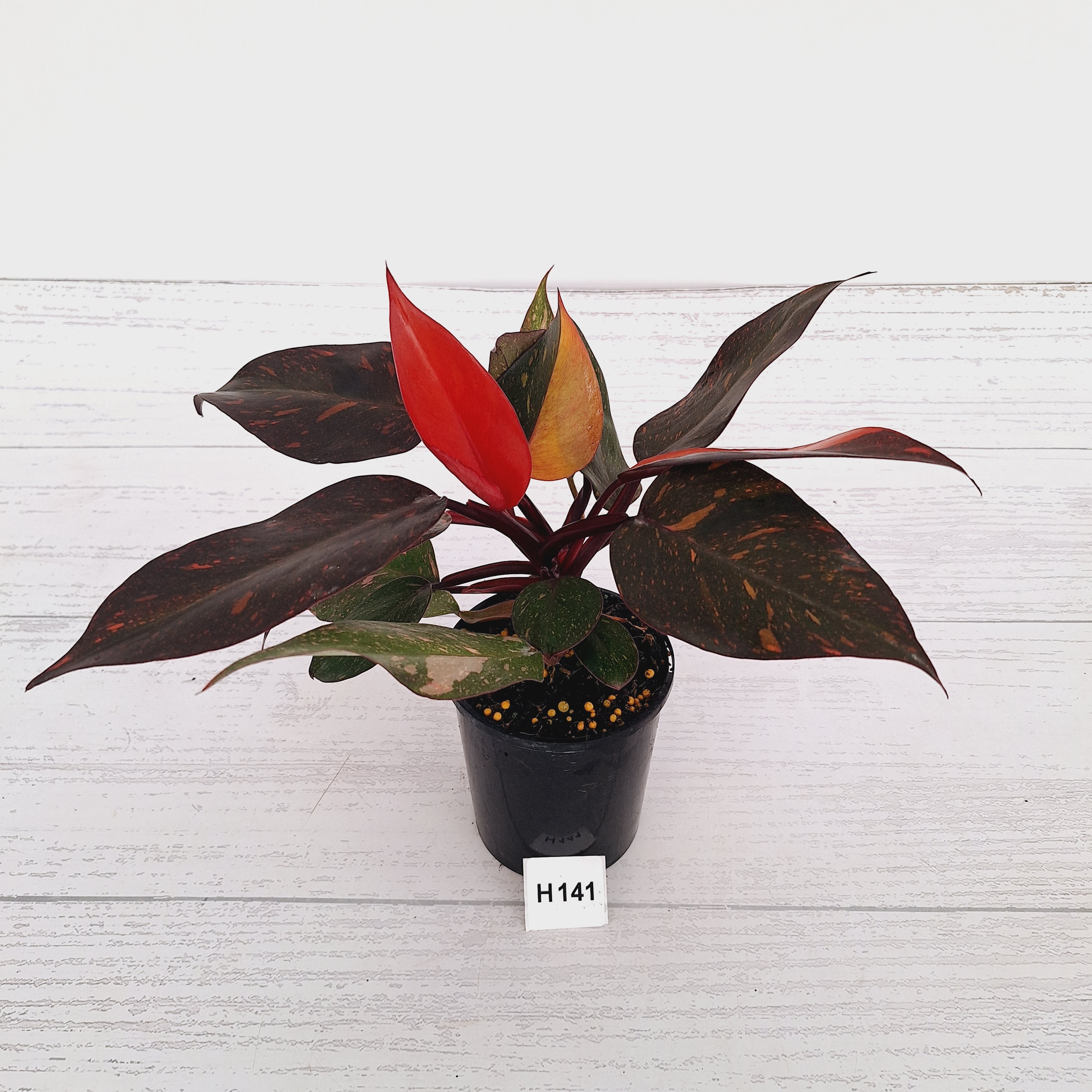 Philodendron 'Orange Princess'