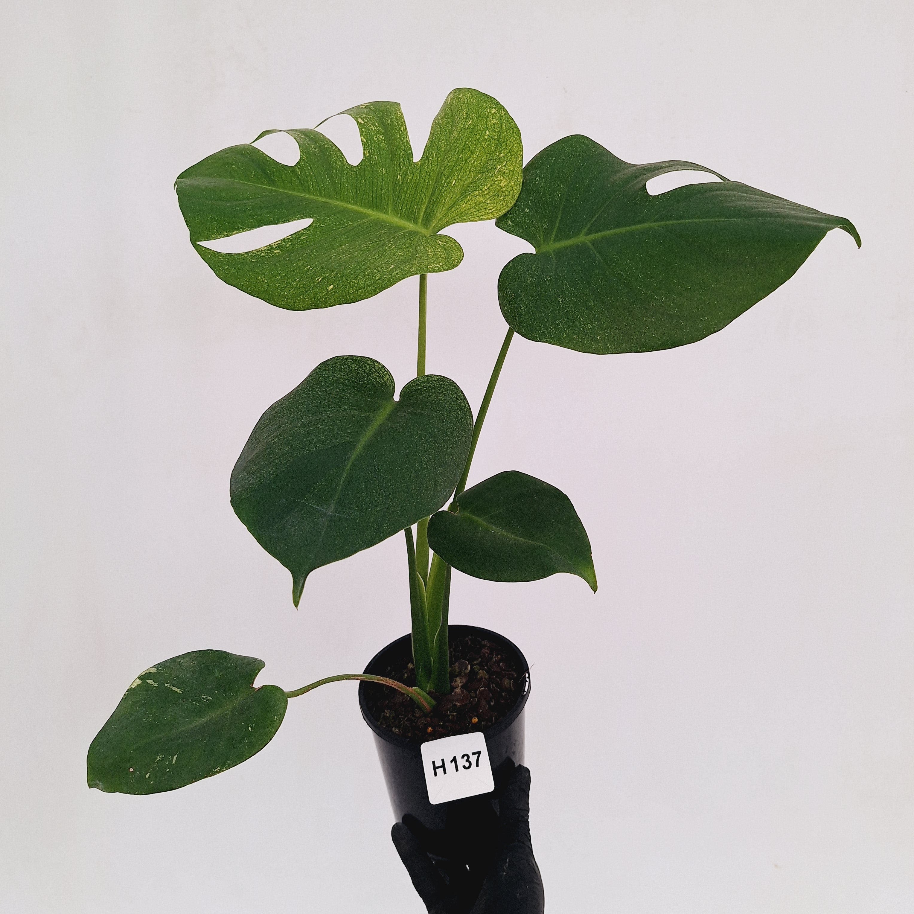 Monstera Deliciosa 'Mint'