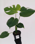 Monstera Deliciosa 'Mint'