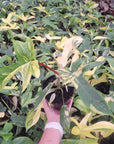 Philodendron pedatum Florida Beauty