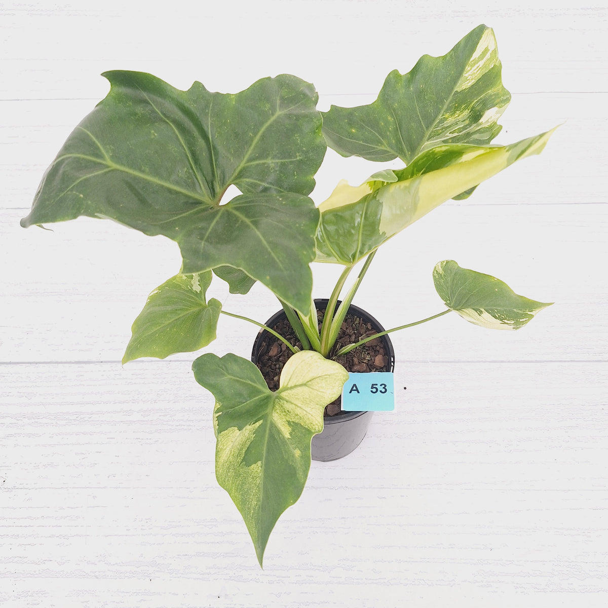 Philodendron 'Angela' variegated