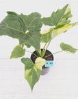 Philodendron 'Angela' variegated