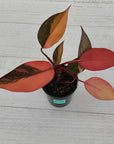 Philodendron 'Orange Princess'