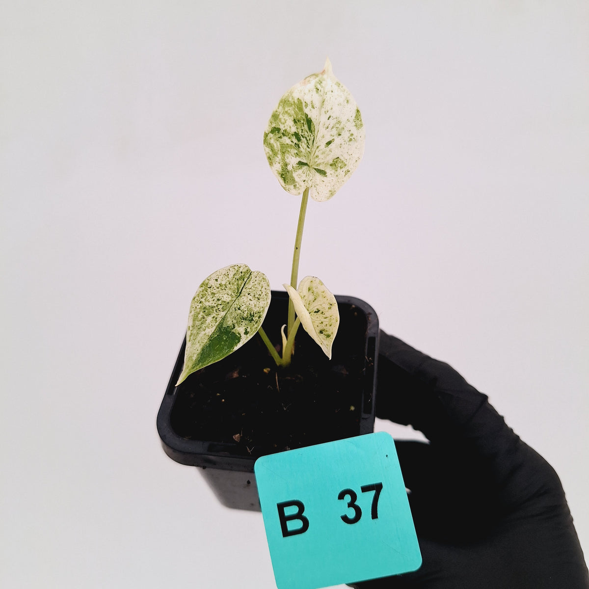 Alocasia baginda ‘Dragon Scale Mint’ -SALE