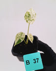 Alocasia baginda ‘Dragon Scale Mint’ -SALE
