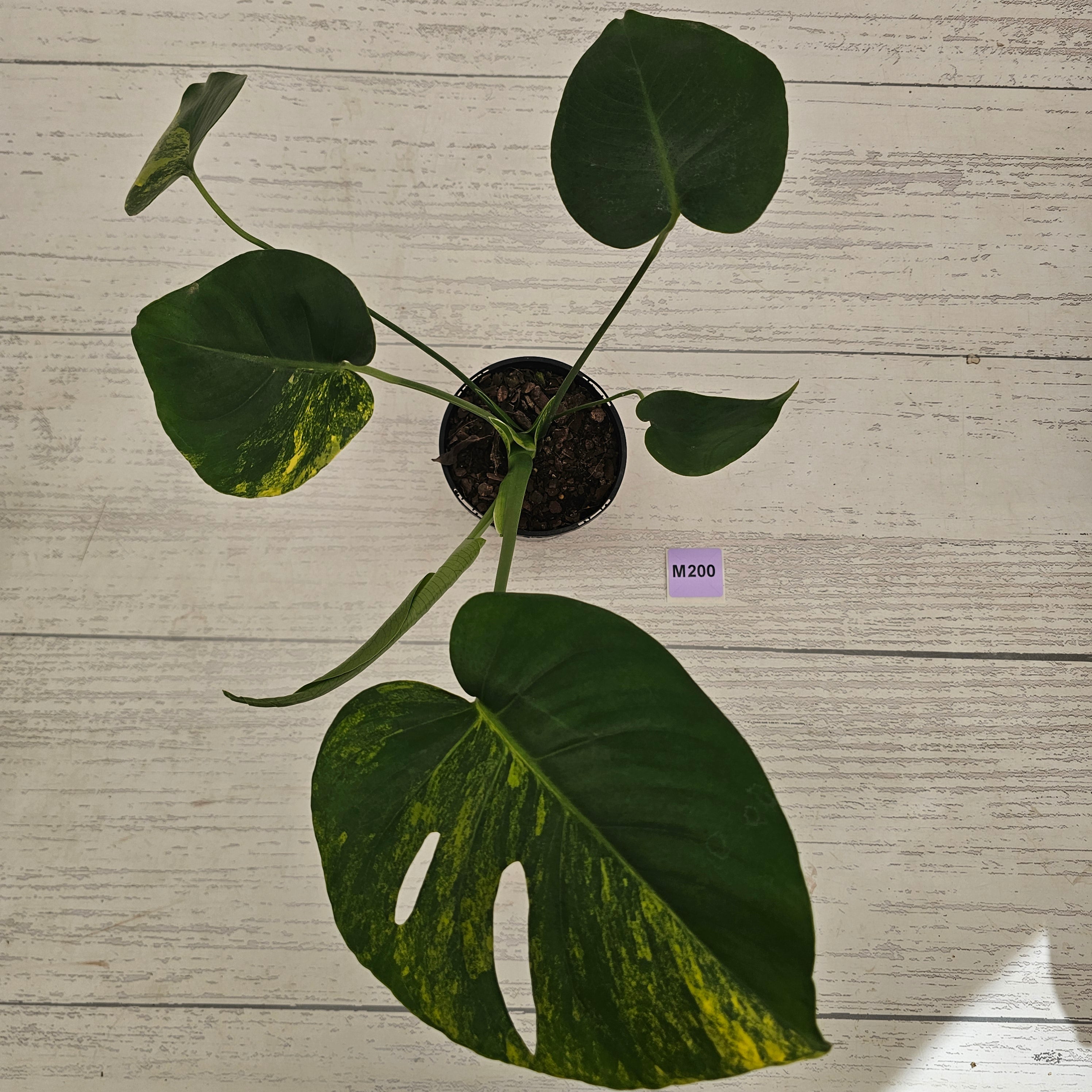 Monstera deliciosa Variegata