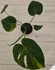 Monstera deliciosa Variegata