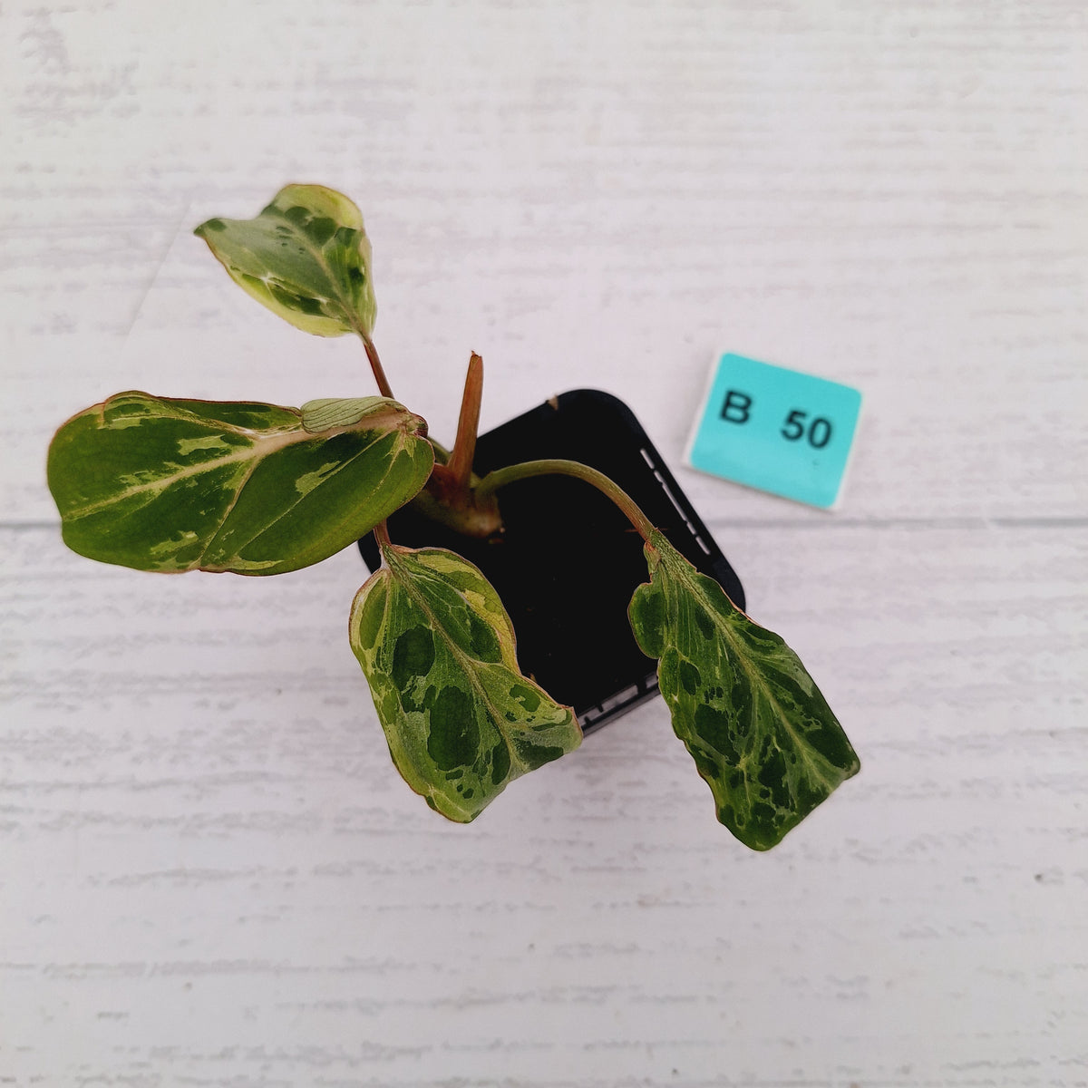 Philodendron gloriosum 'Snow Leopard'