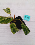 Philodendron gloriosum 'Snow Leopard'