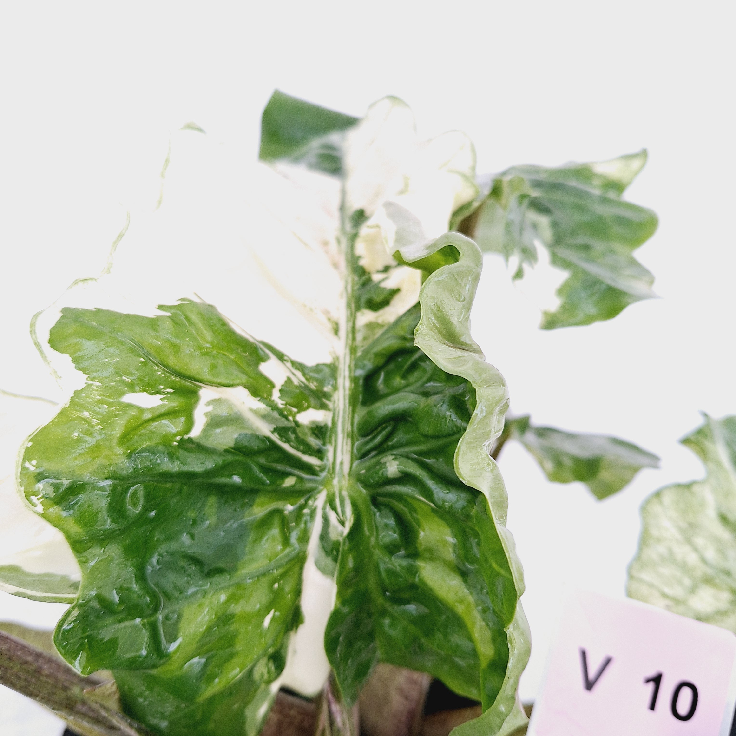 Alocasia odora x portei Low Rider Variegata - SALE