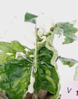 Alocasia odora x portei Low Rider Variegata - SALE