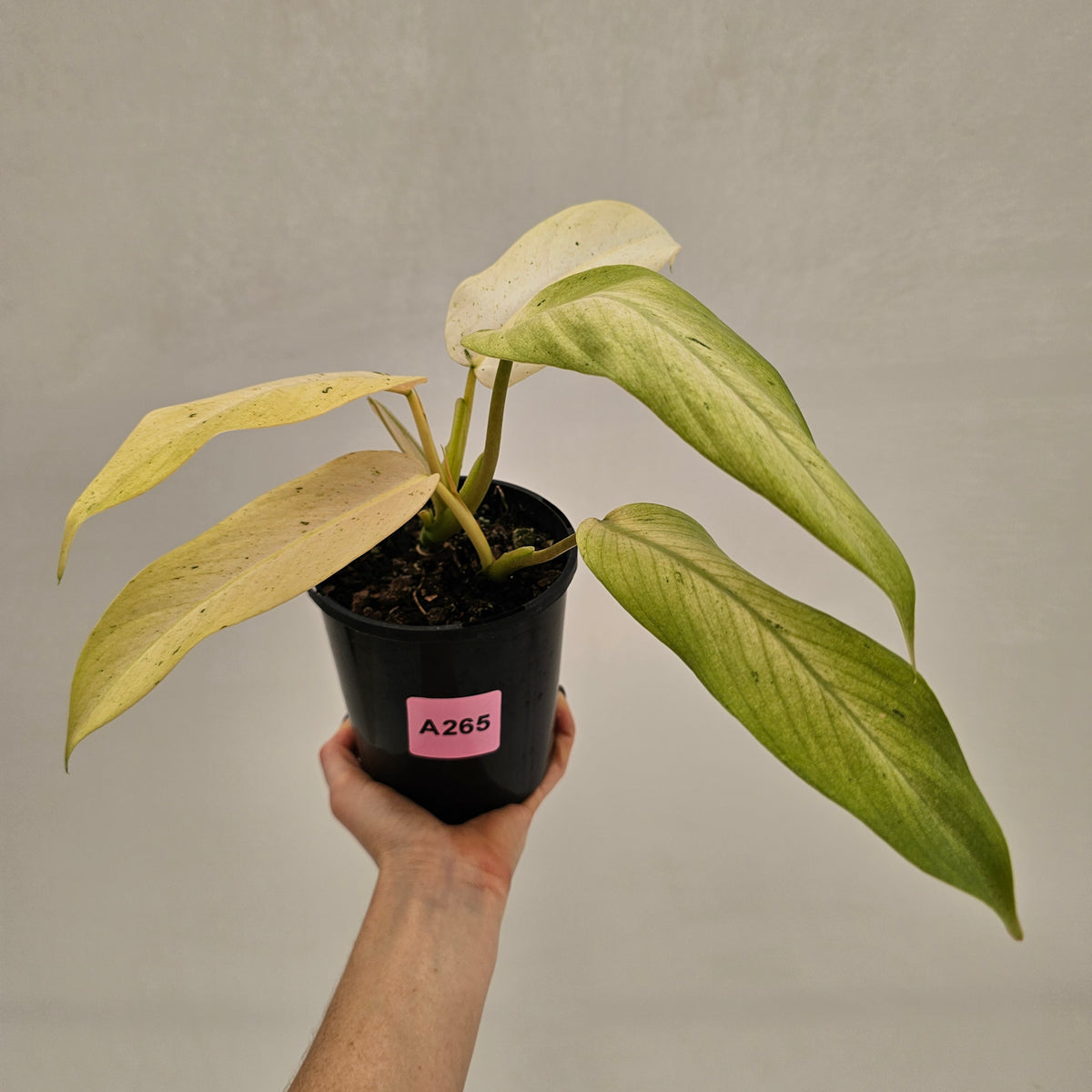 Philodendron  'Whipple Way' SALE