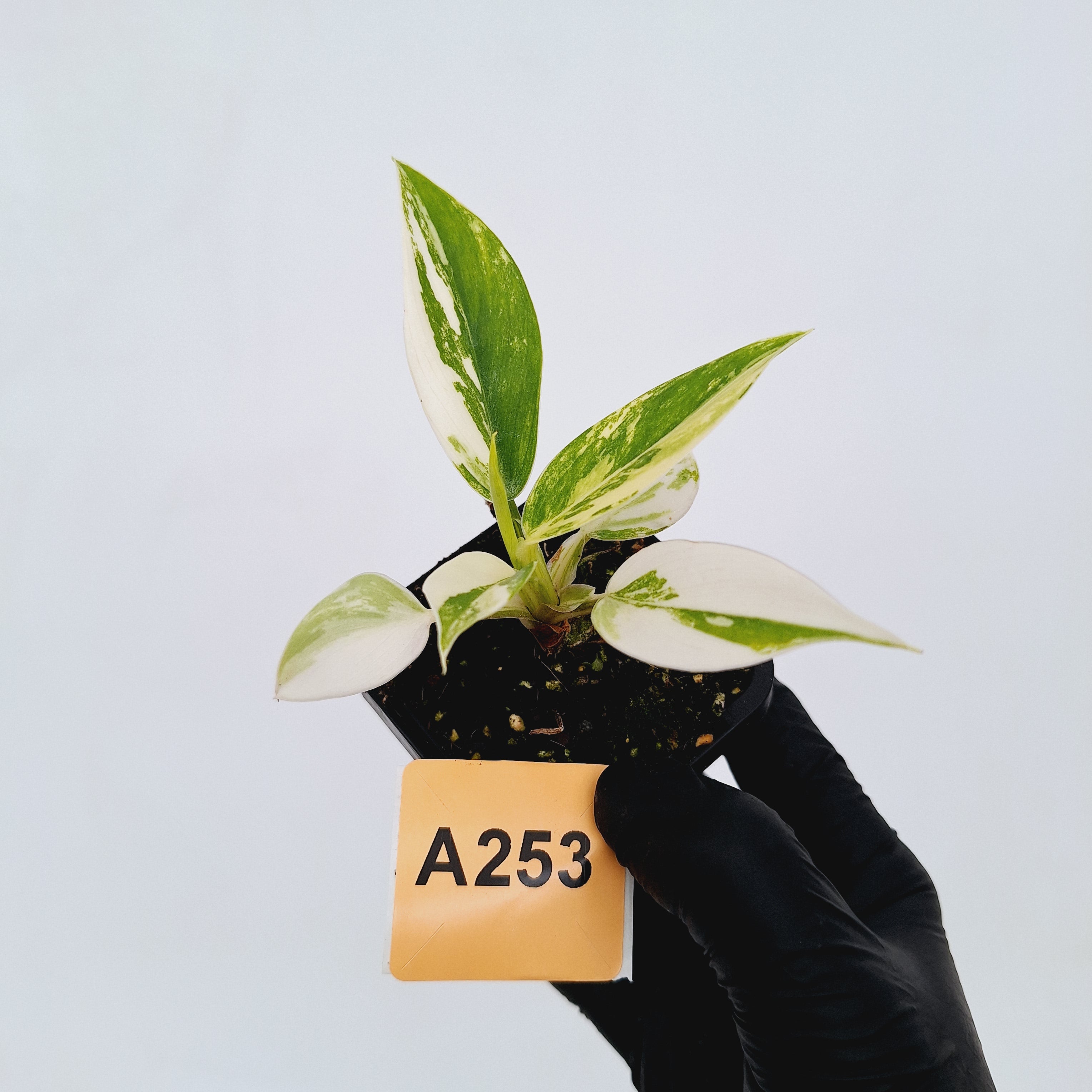 Philodendron imperial green variegata