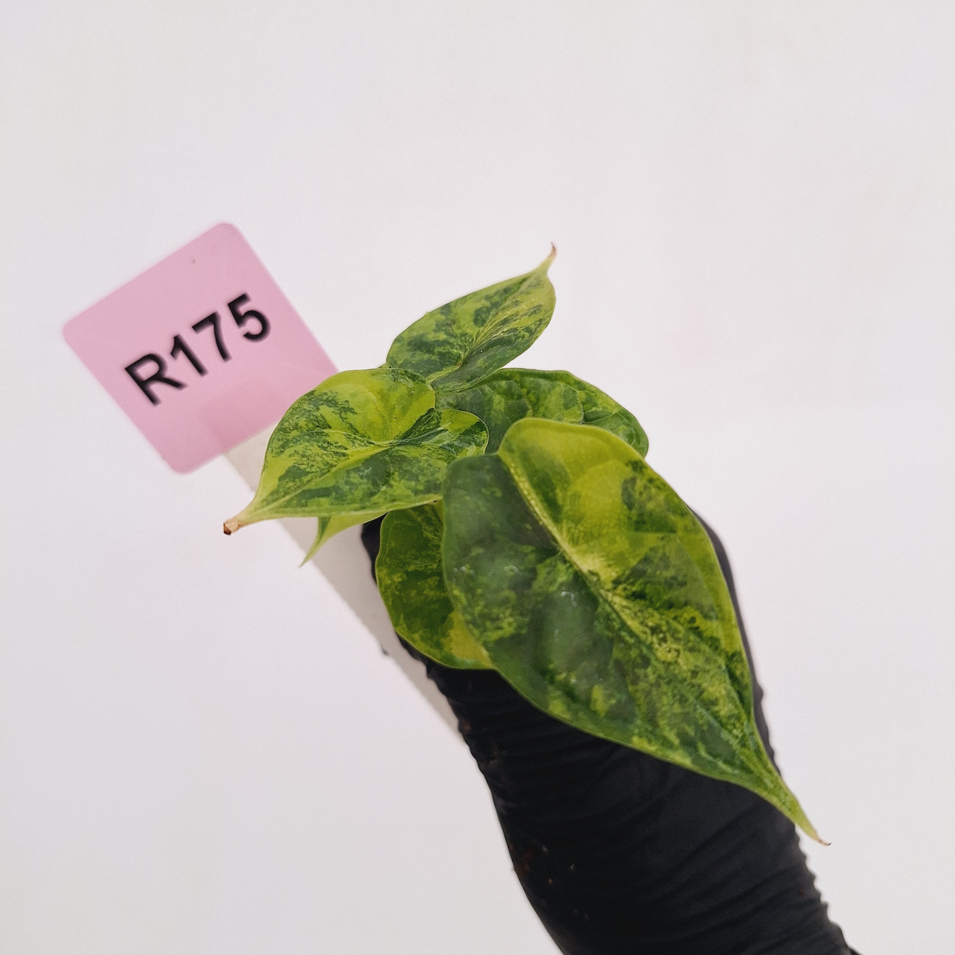 Alocasia Dragon Scale Aurea Variegata - Bare Bottom Baby