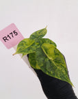 Alocasia Dragon Scale Aurea Variegata - Bare Bottom Baby