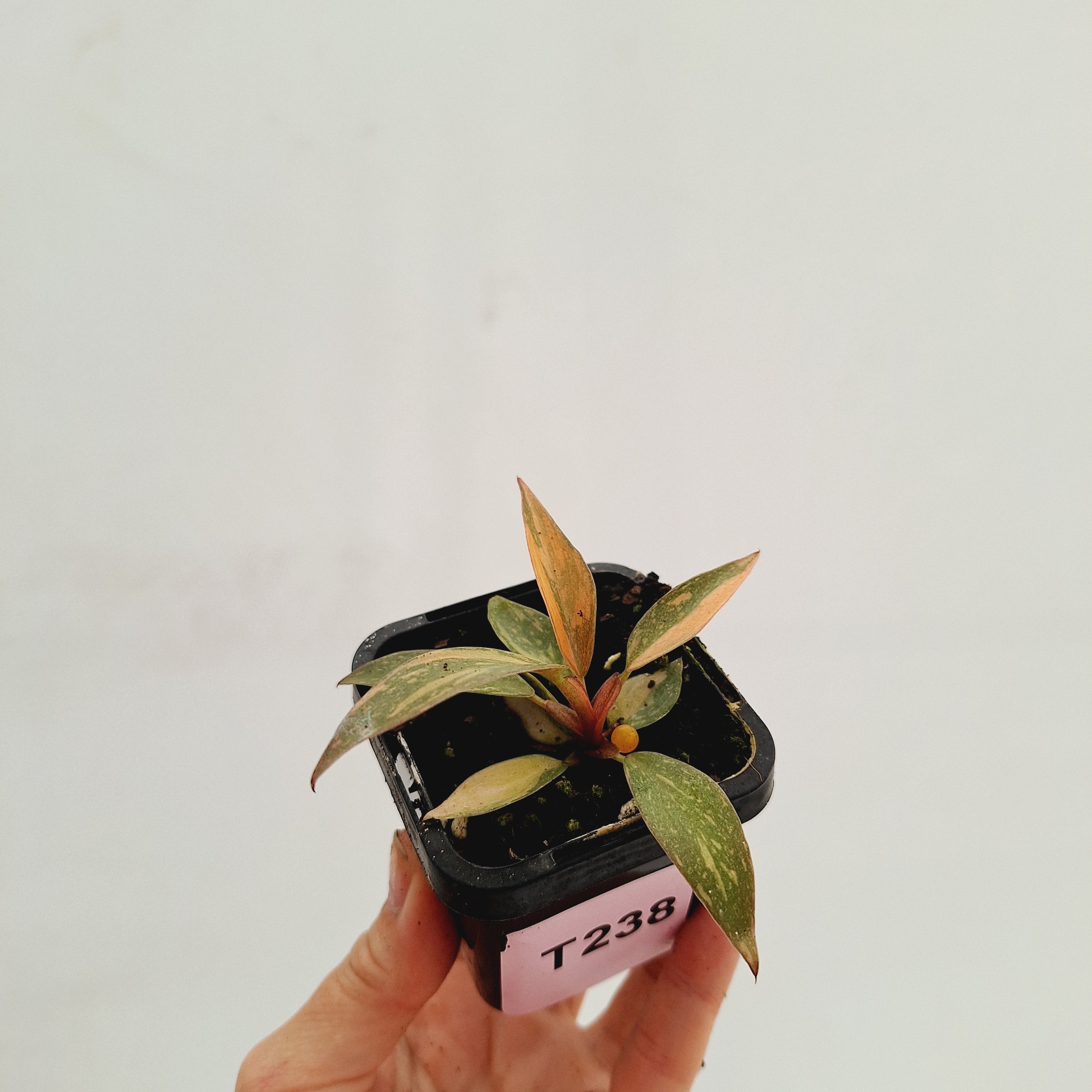 Philodendron &#39;Orange Princess&#39;