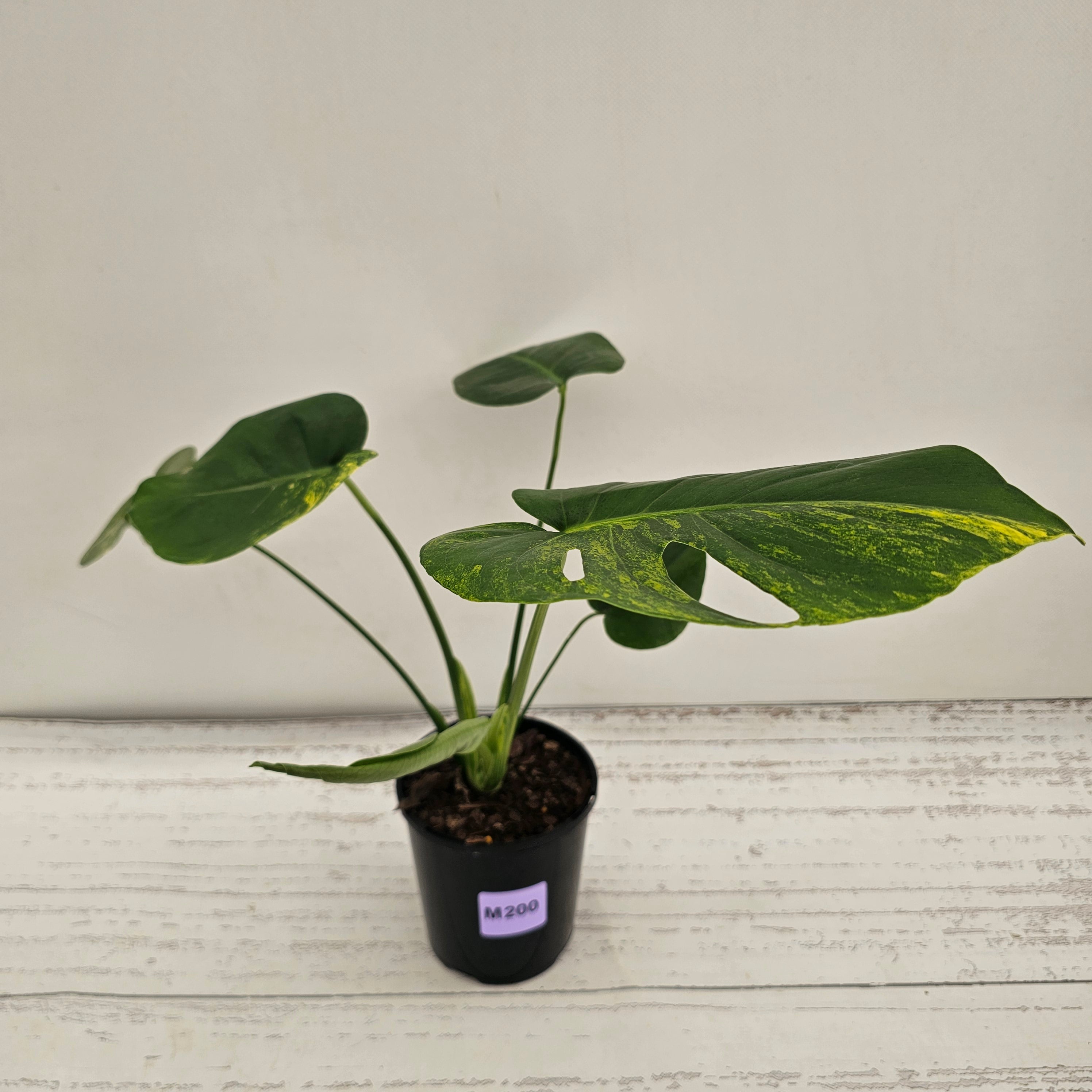 Monstera deliciosa Variegata