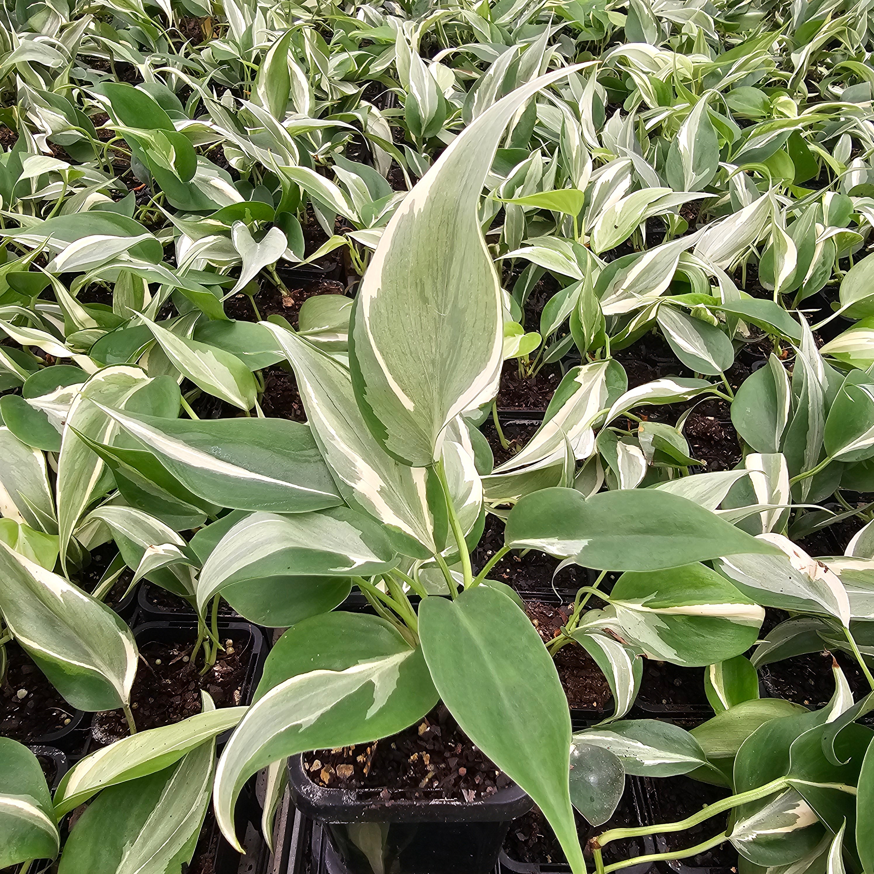 Philodendron hederaceum 'Rio'