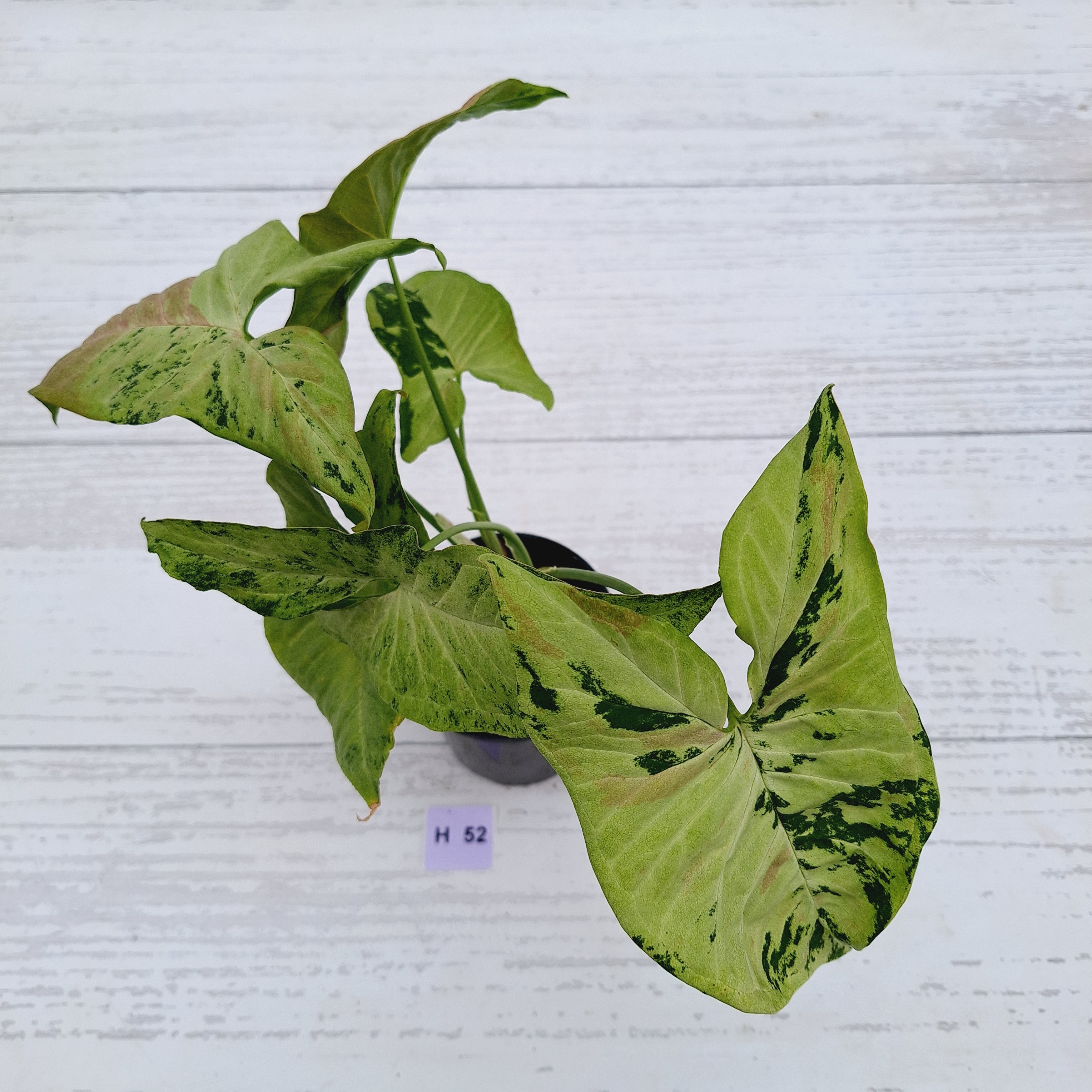 Syngonium podophyllum Confetti Tricolour