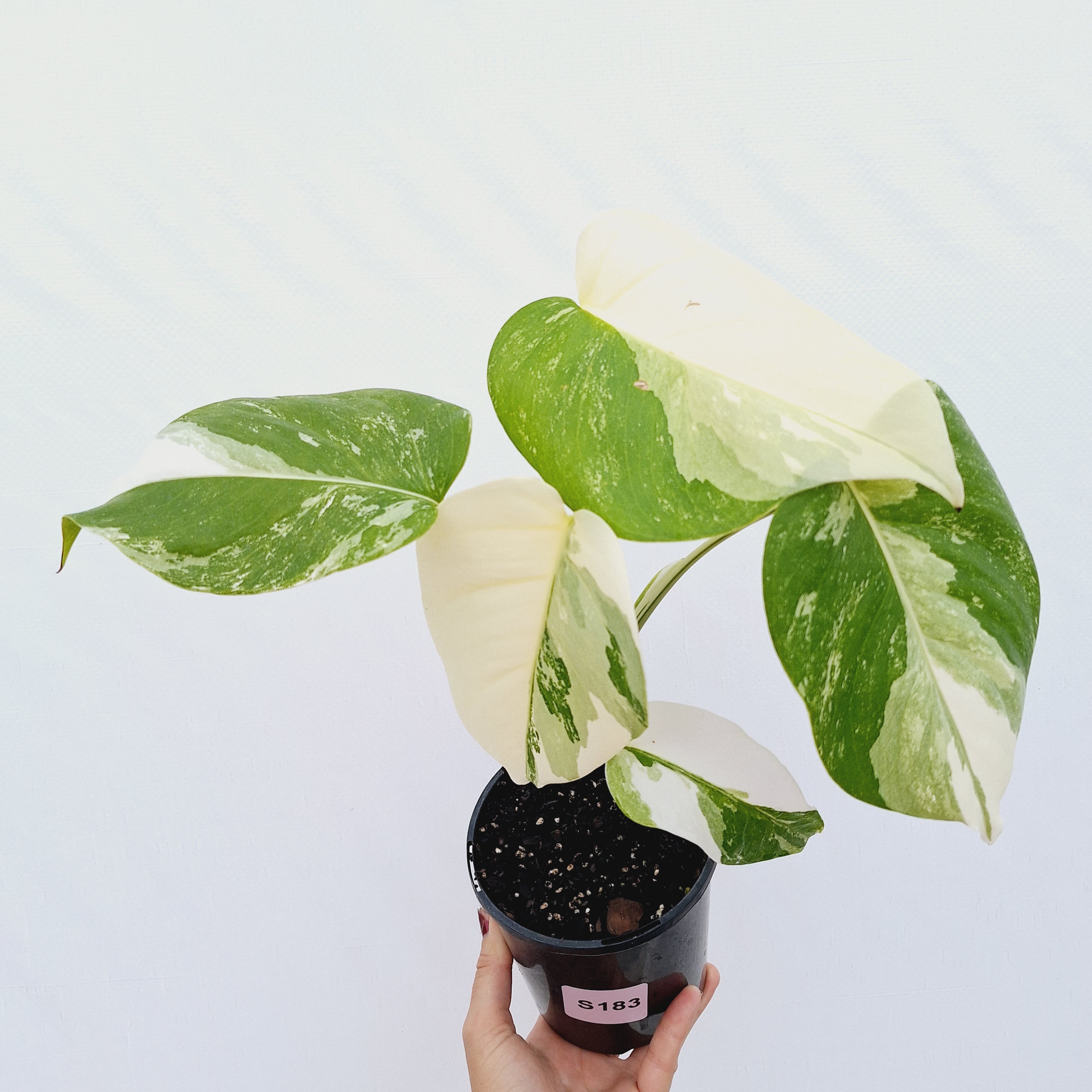 Monstera borsigiana &#39;Albo&#39;