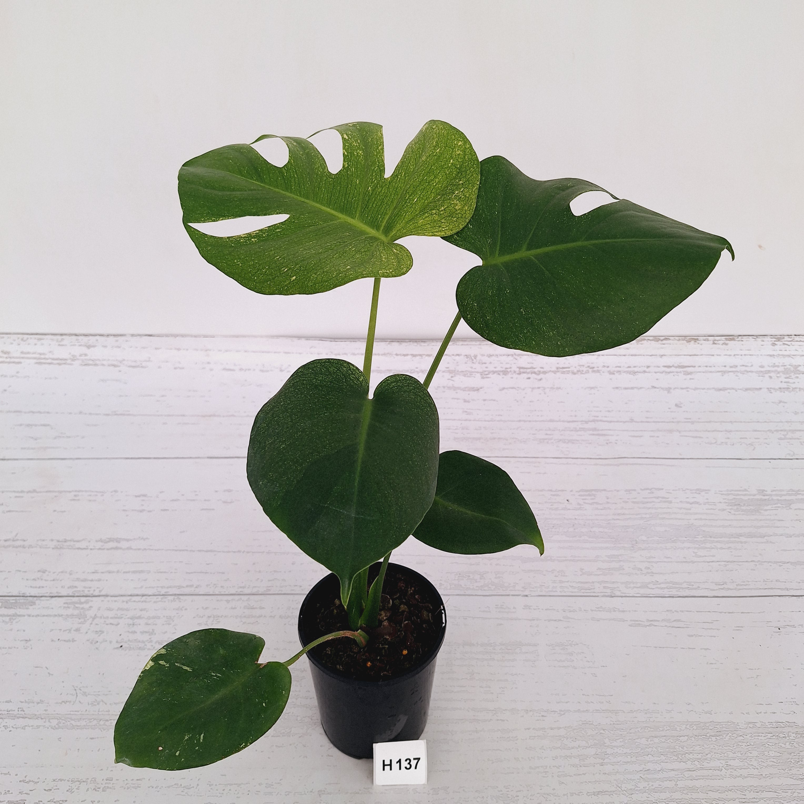Monstera Deliciosa 'Mint'