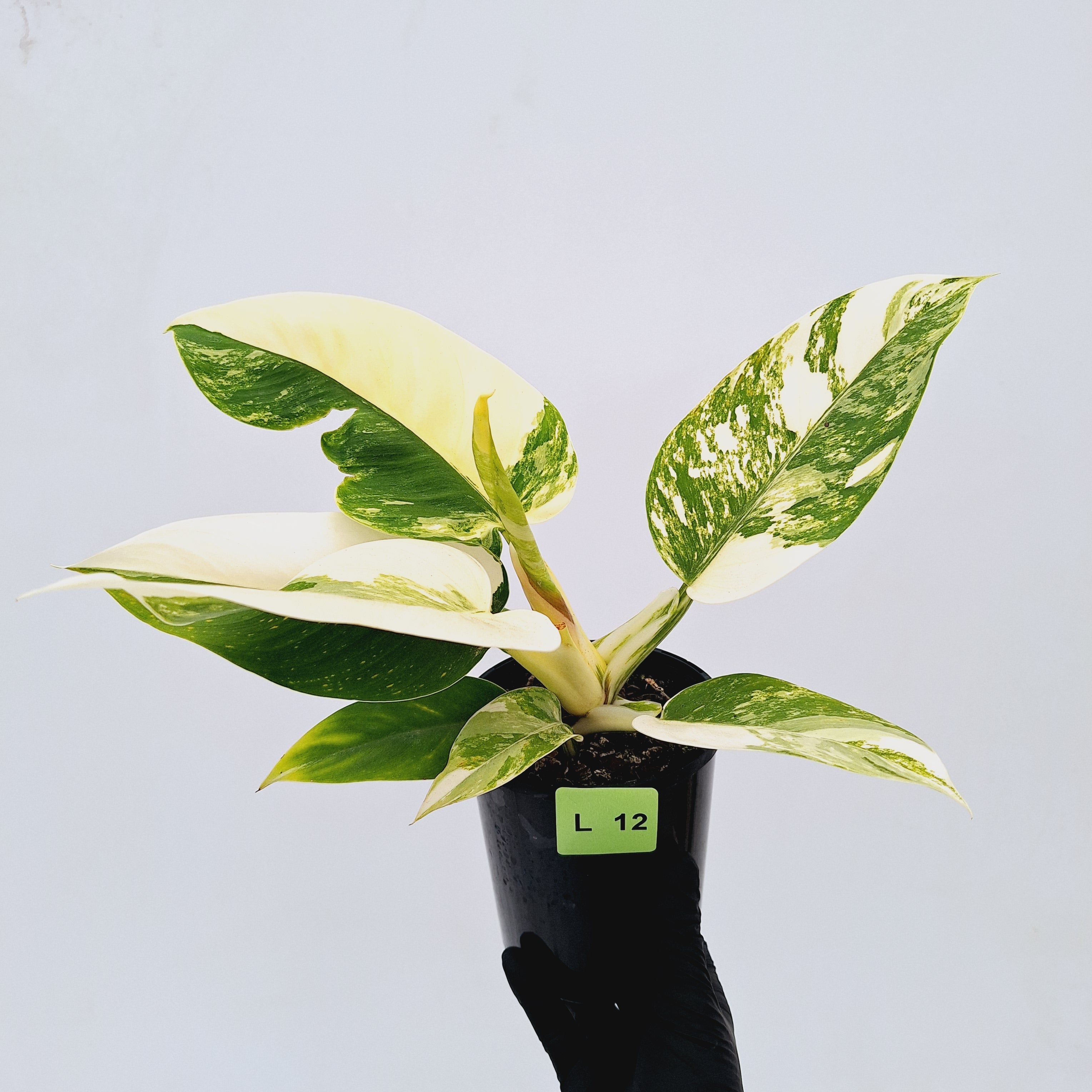 Philodendron imperial green variegata