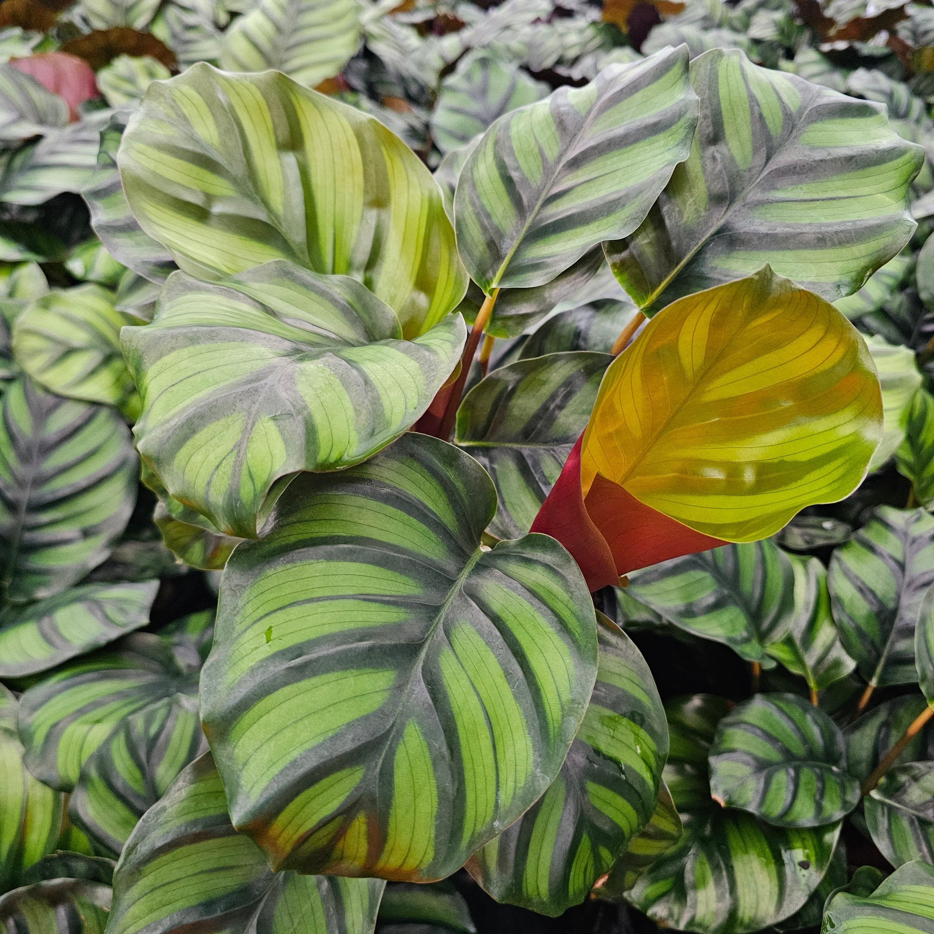 Calathea rotundifolia Fasciata