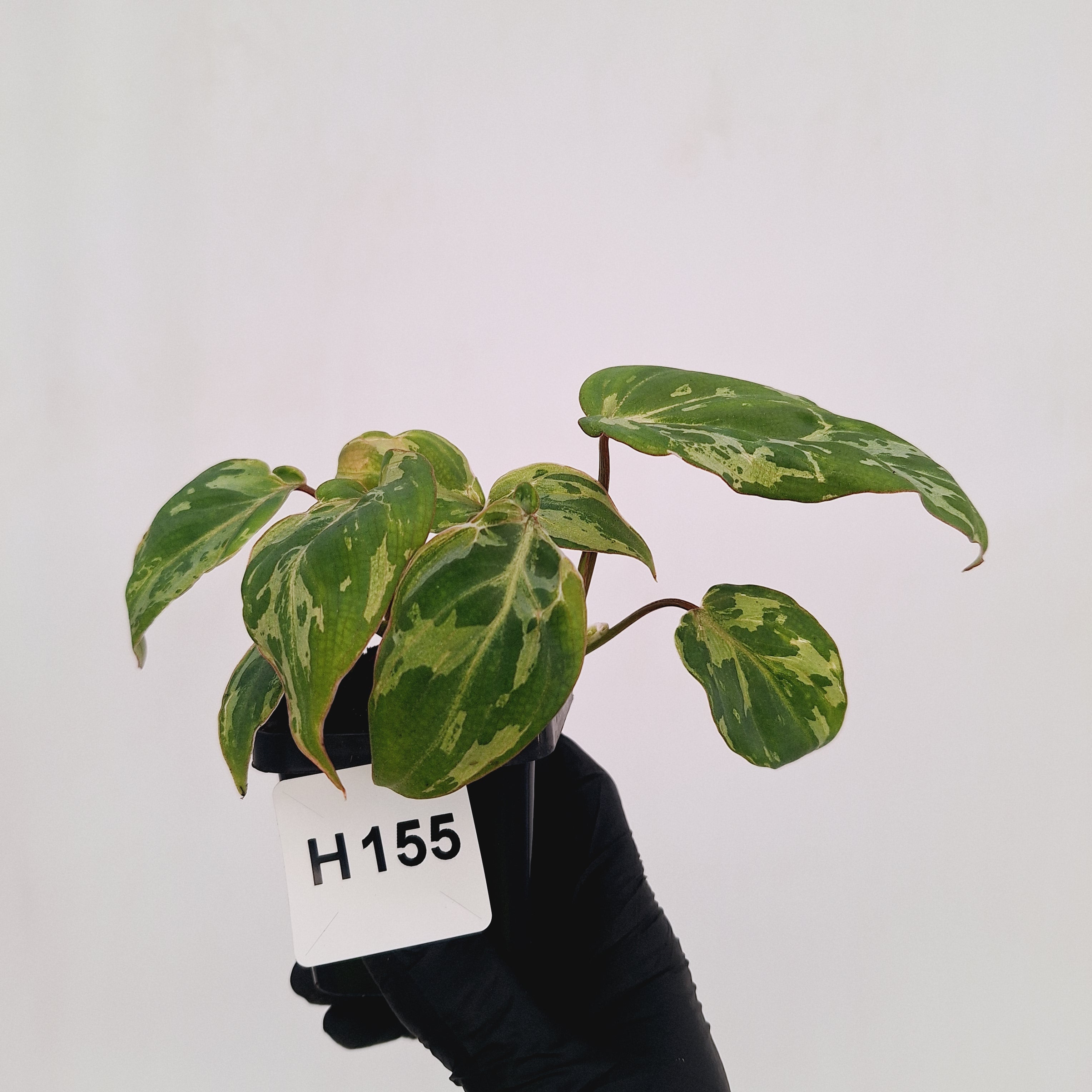 Philodendron gloriosum 'Snow Leopard'