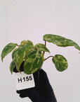 Philodendron gloriosum 'Snow Leopard'