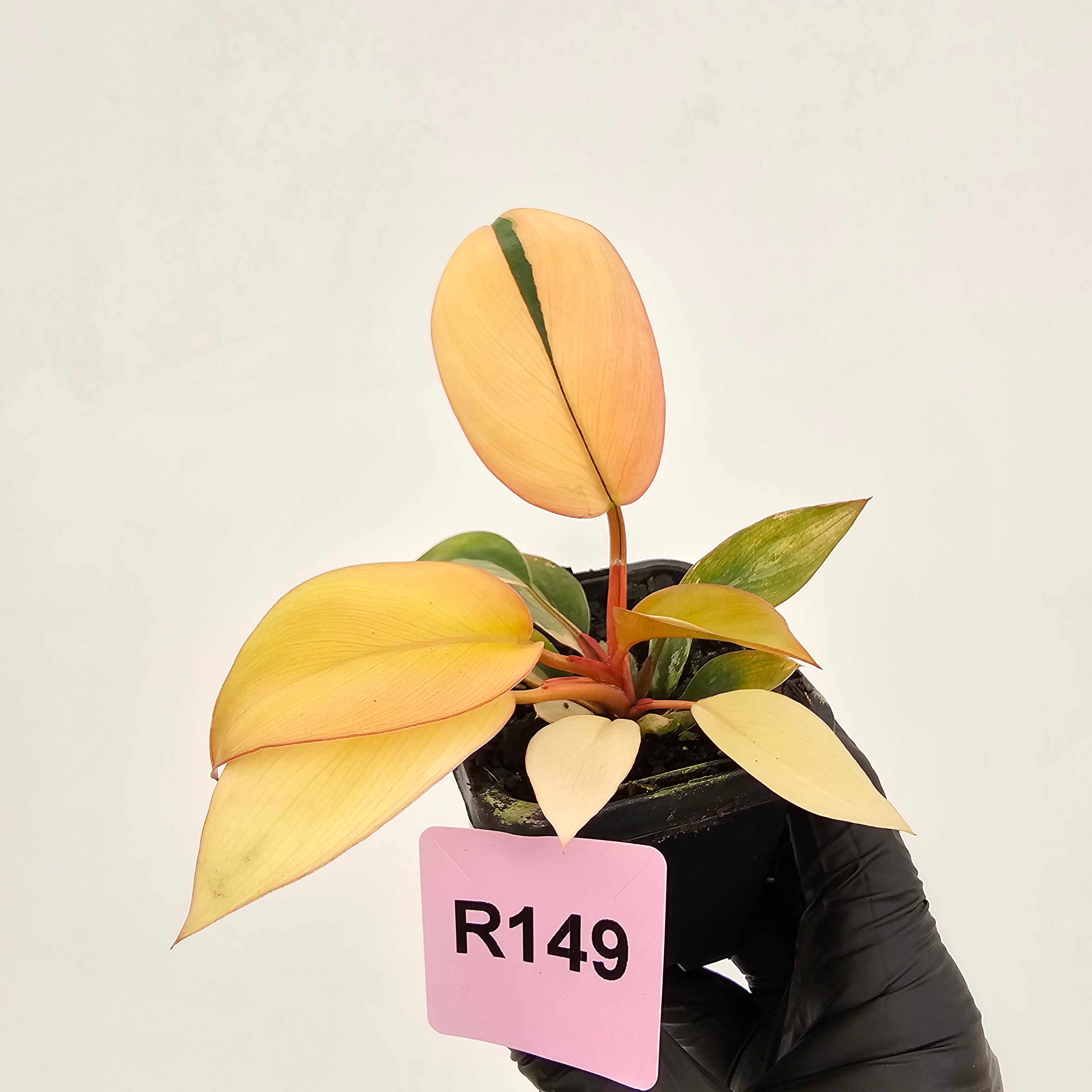 Philodendron 'Rojo Congo Variegated' 70mm