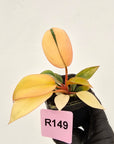 Philodendron 'Rojo Congo Variegated' 70mm