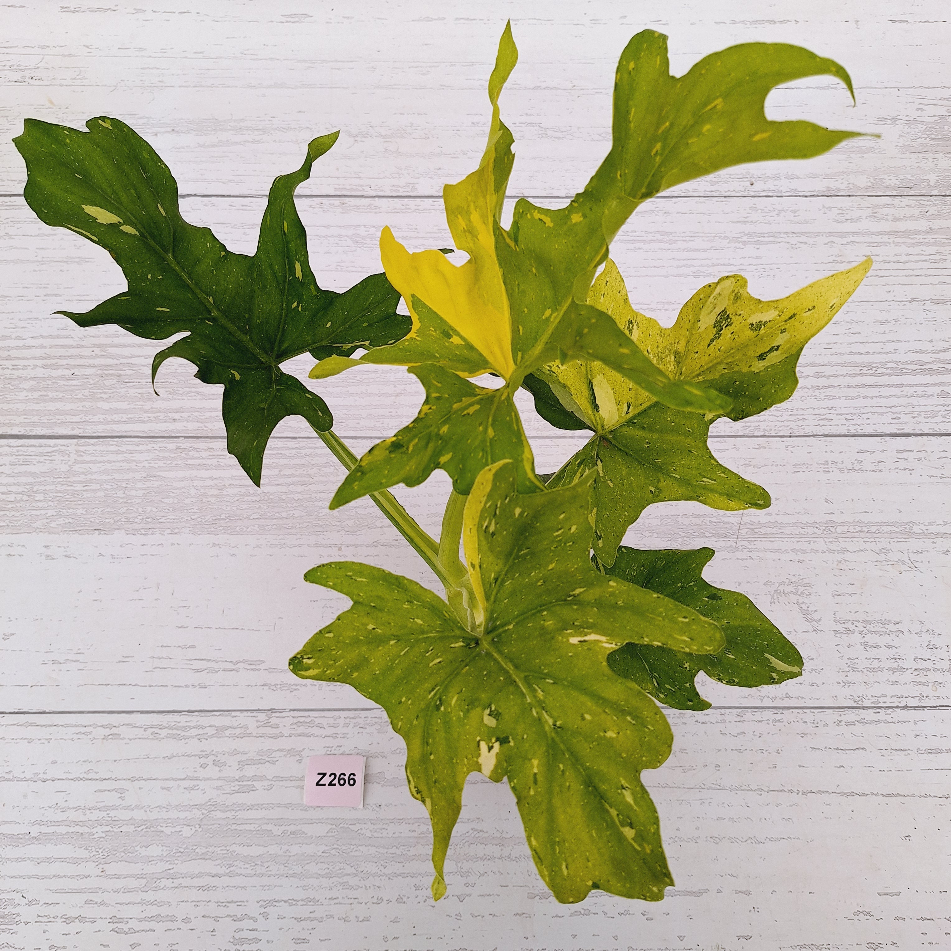 Philodendron warscewiczii Gold Variegata