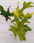 Philodendron warscewiczii Gold Variegata
