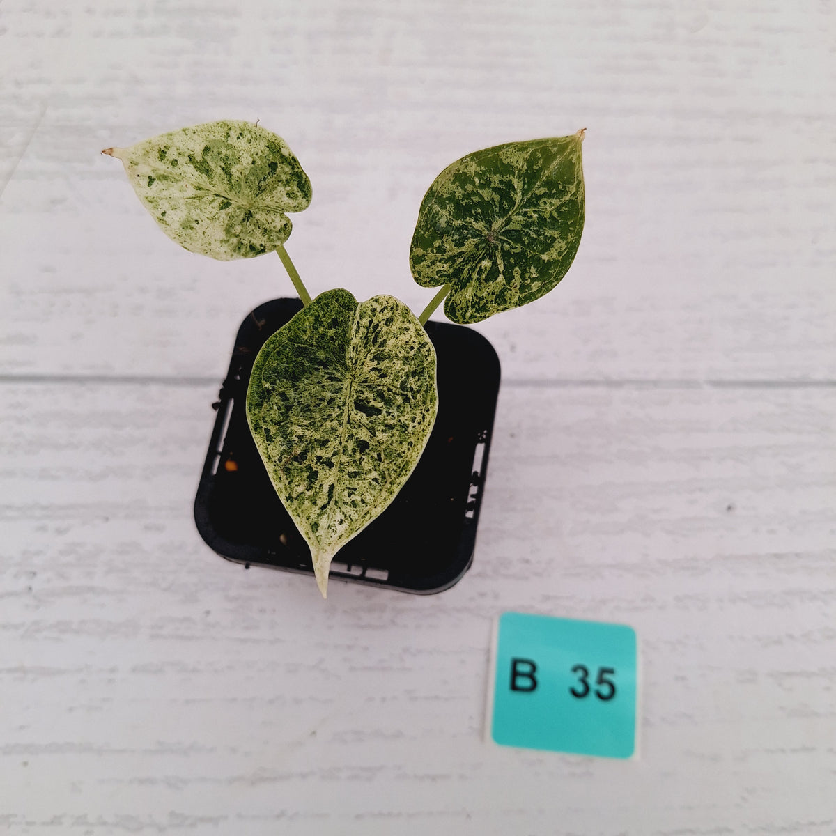 Alocasia baginda ‘Dragon Scale Mint’ -SALE