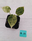 Alocasia baginda ‘Dragon Scale Mint’ -SALE