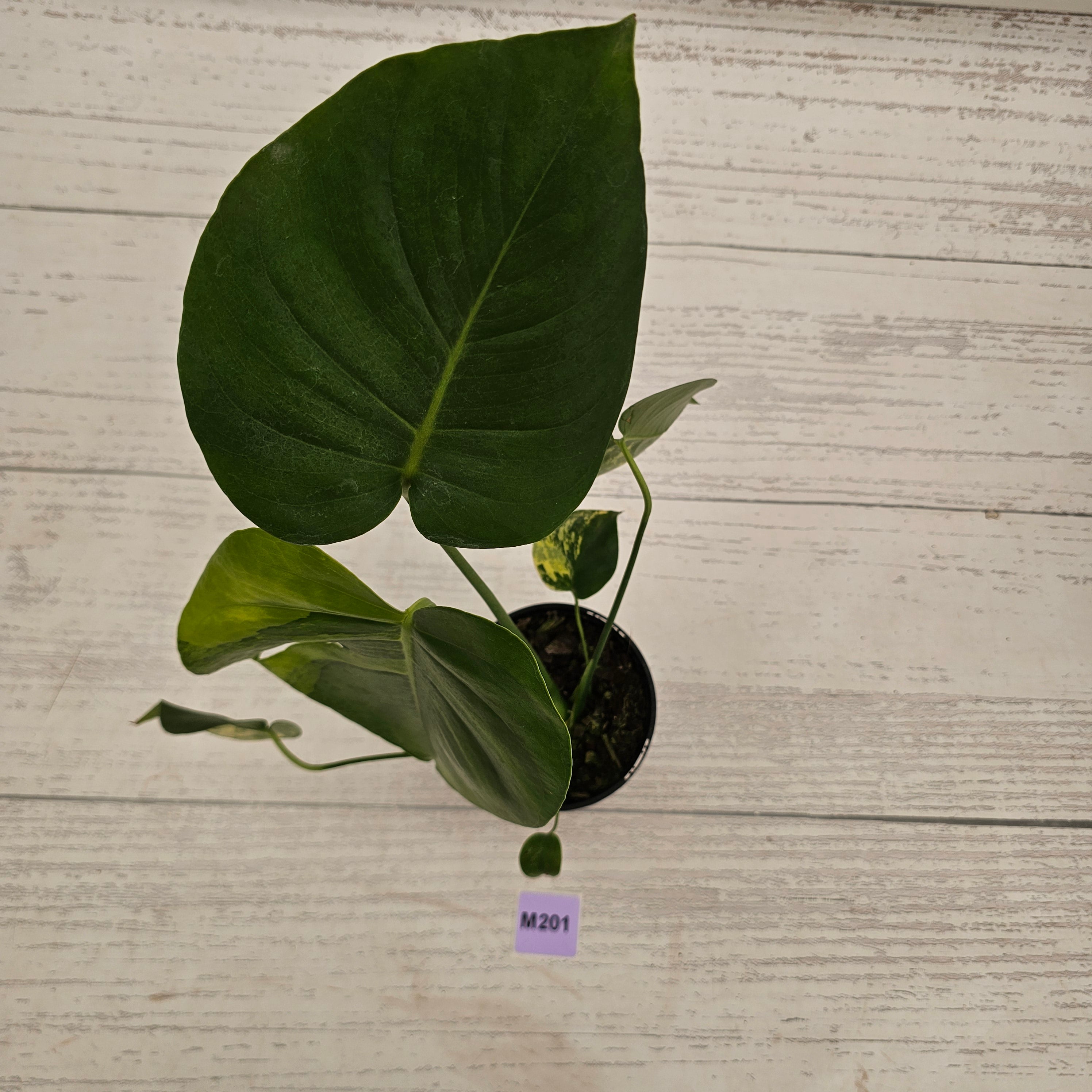 Monstera deliciosa Variegata