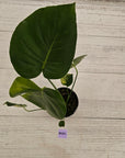 Monstera deliciosa Variegata
