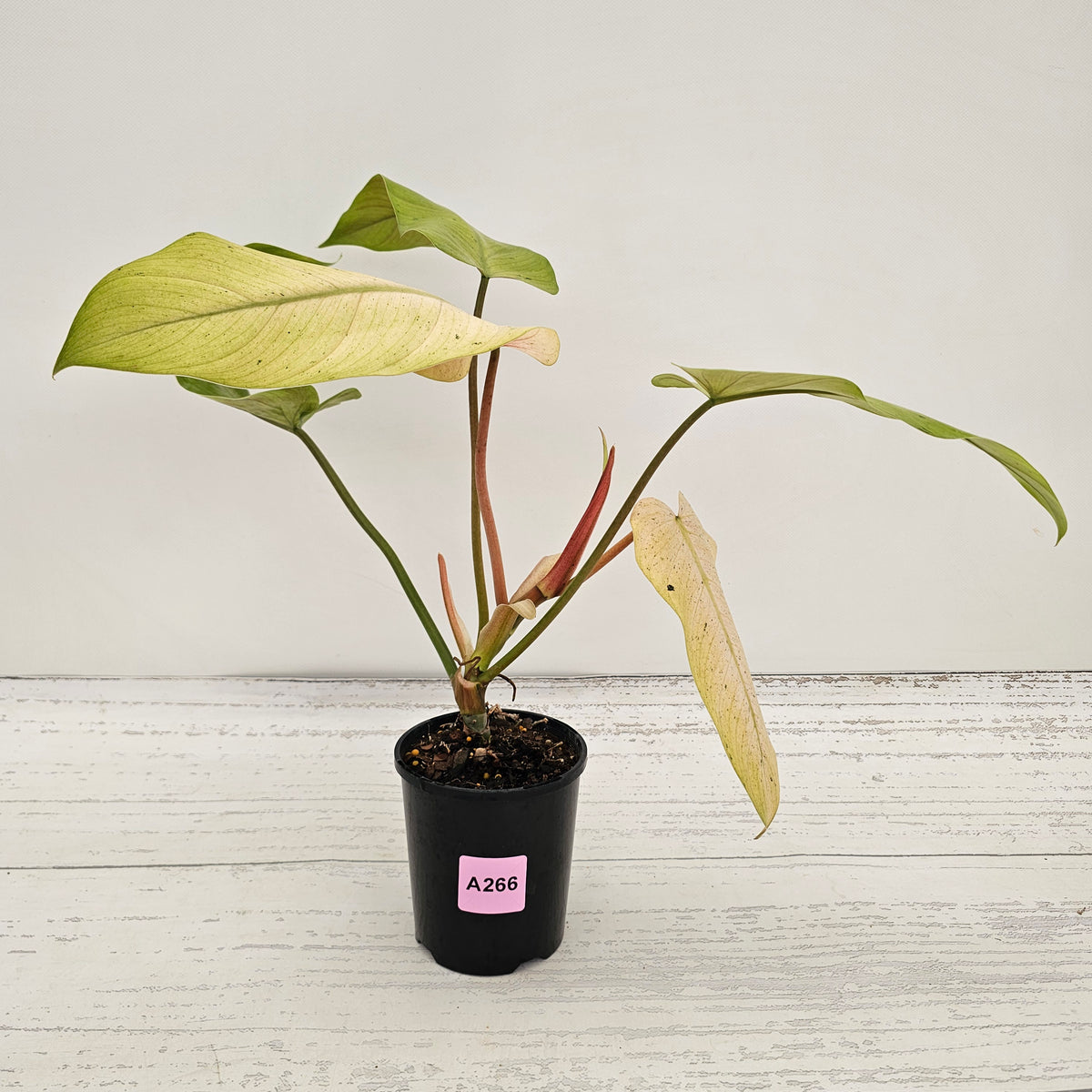 Philodendron  'Whipple Way' SALE