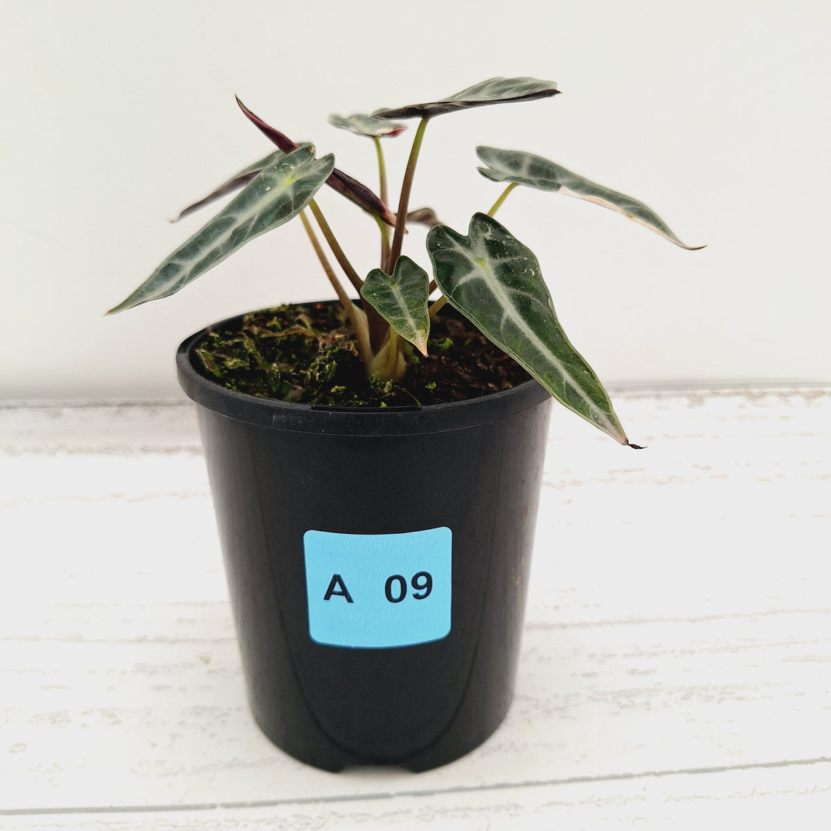 Alocasia Amazonica bambino Variegata