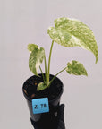 Monstera deliciosa Thai Constellation
