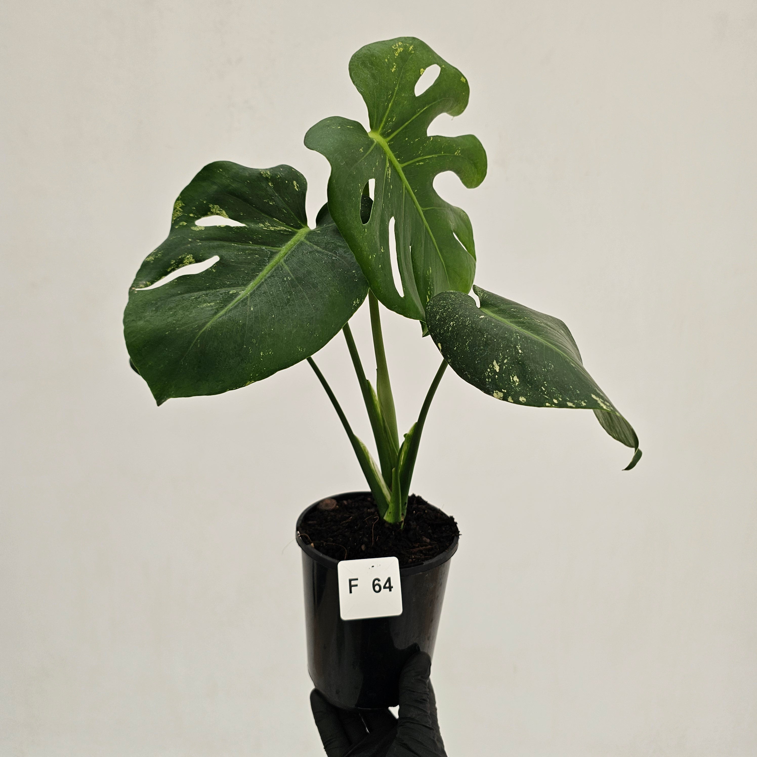 Monstera Deliciosa 'Mint' – Enliven Plants