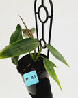 Philodendron spiritus-sancti
