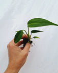 Monstera 'Burle Marx's Flame' - Bare Bottom Baby