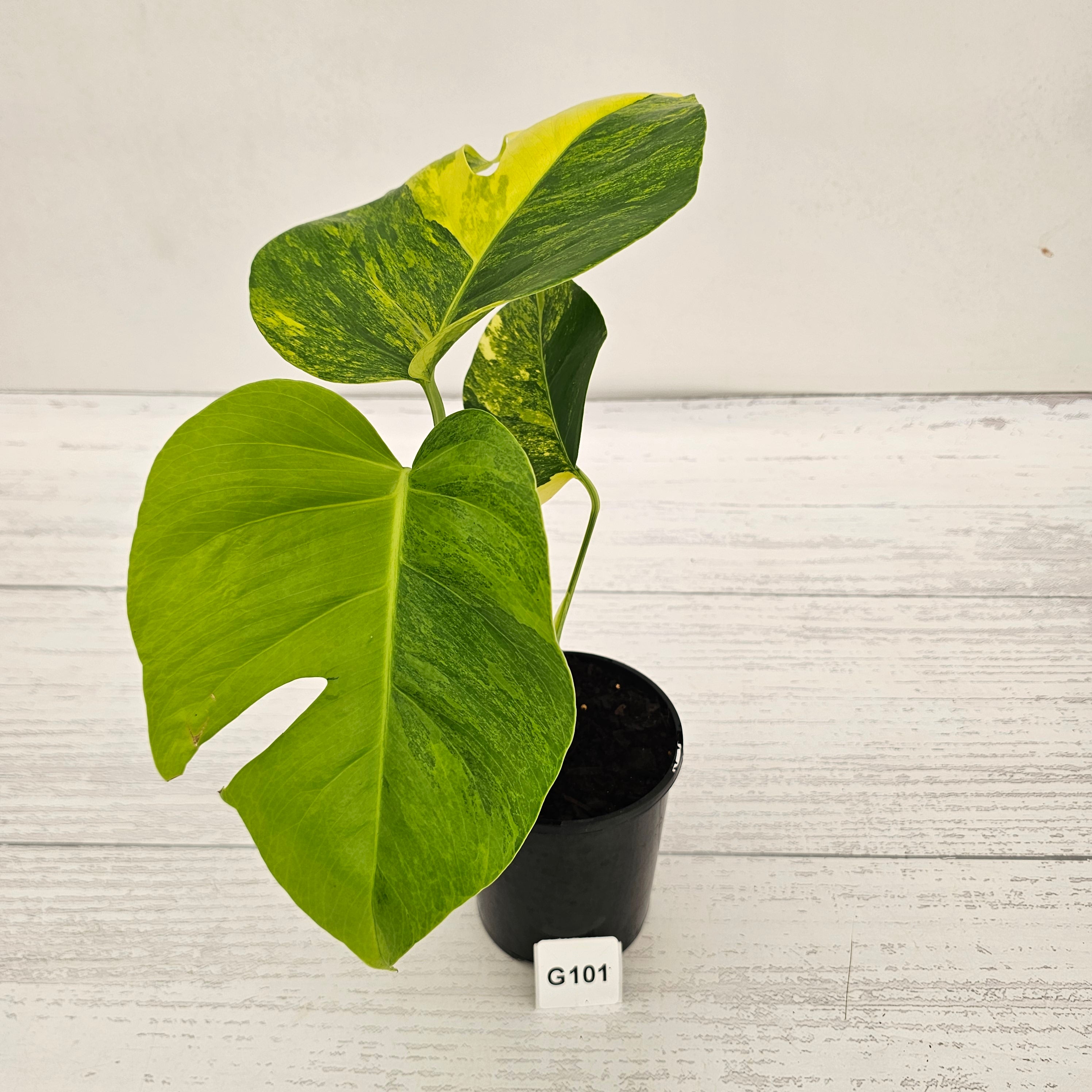 Monstera borsigiana Aurea