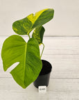 Monstera borsigiana Aurea