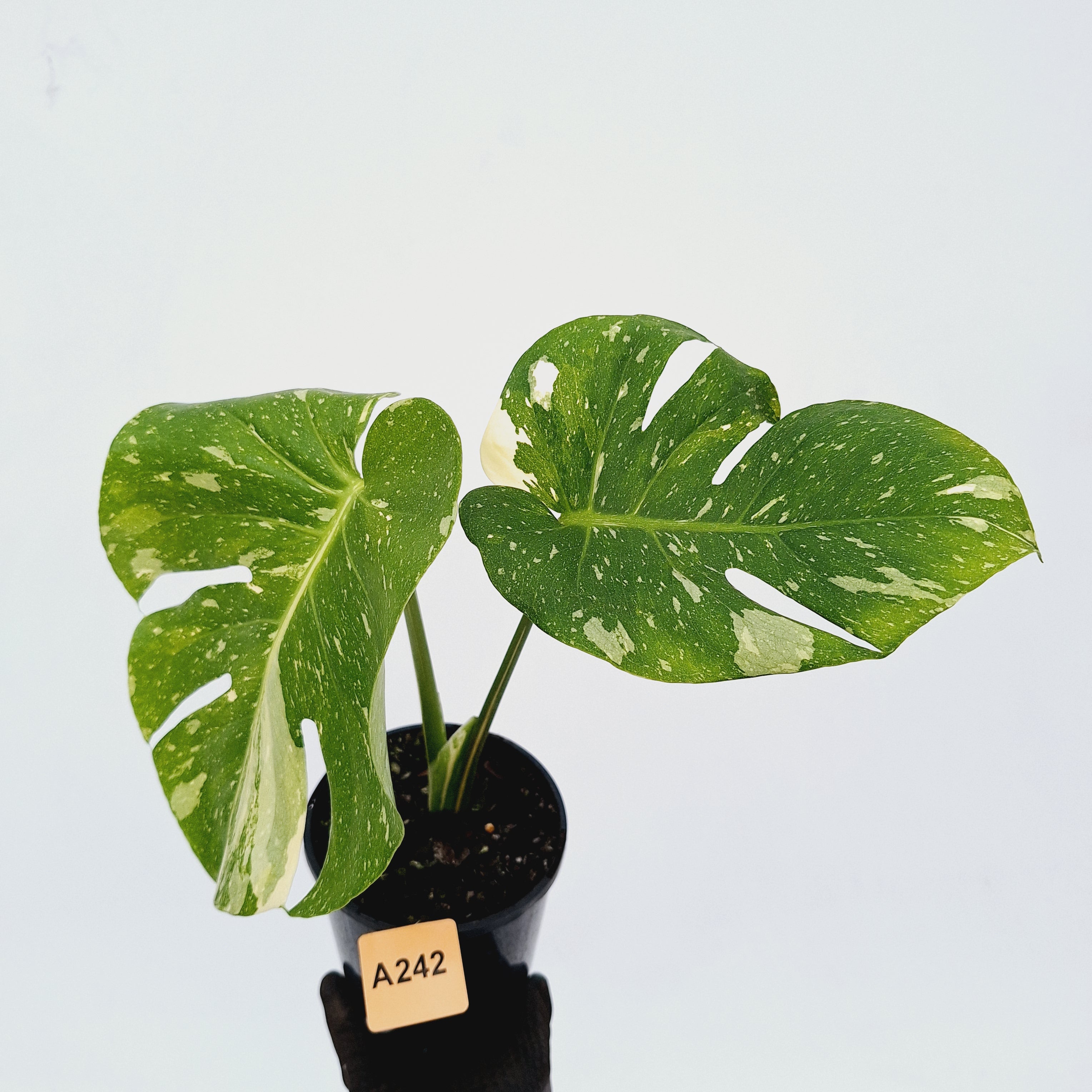 Monstera deliciosa Thai Constellation