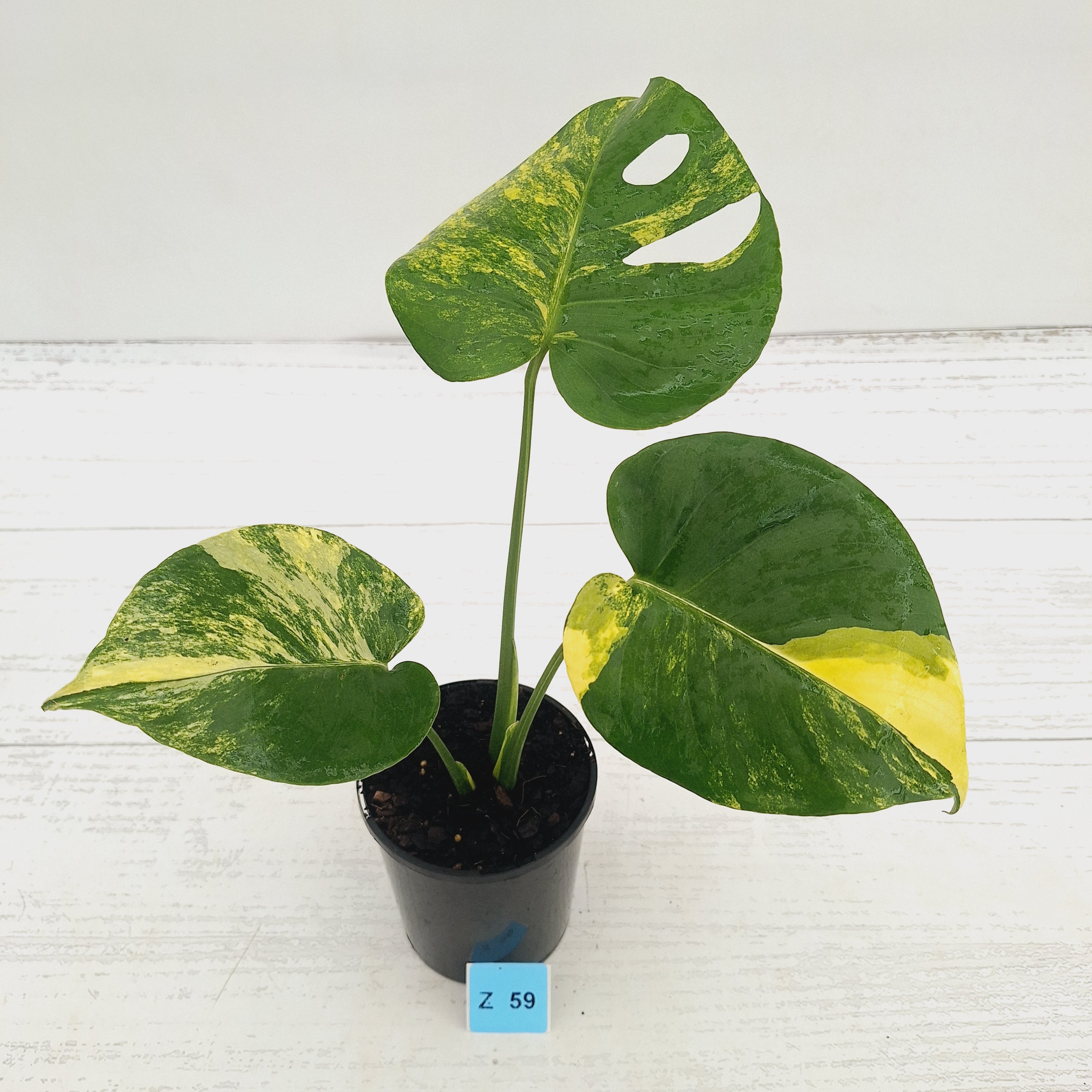 Monstera deliciosa Aurea 'Yellow Marilyn'