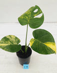 Monstera deliciosa Aurea 'Yellow Marilyn'